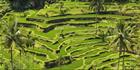 Rice Terraces - Bali T (PBH4 00 16570)